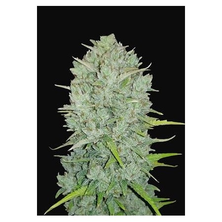 Northern Lights | Autoflower | Fast Buds Seeds
