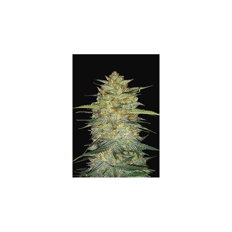 OG Kush | Autoflower | Fast Buds Seeds