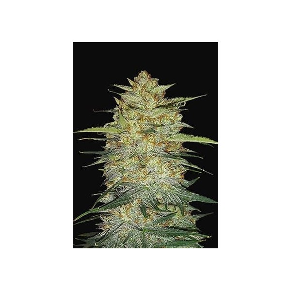 OG Kush | Autoflower | Fast Buds Seeds