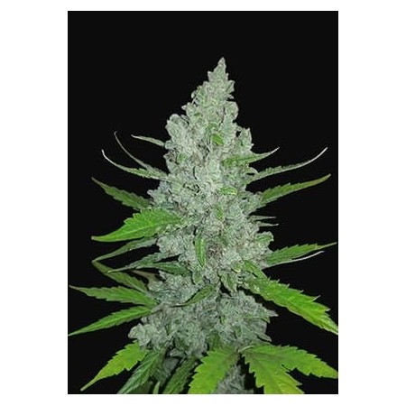 Sour Diesel | Autoflower | Fast Buds Seeds