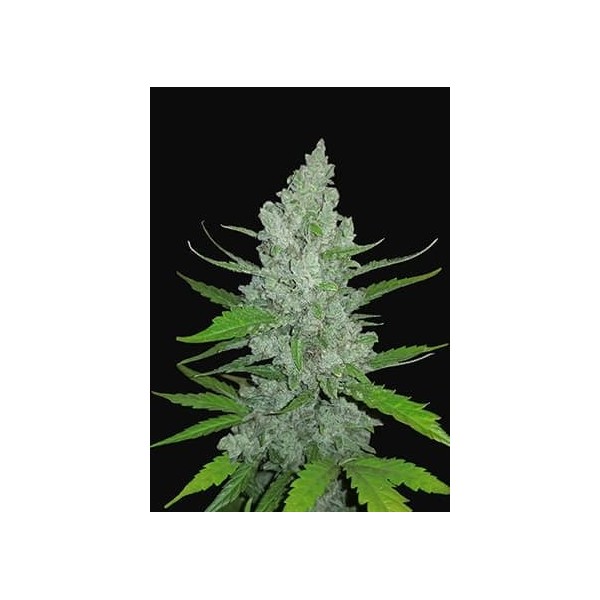 Sour Diesel | Autoflower | Fast Buds Seeds