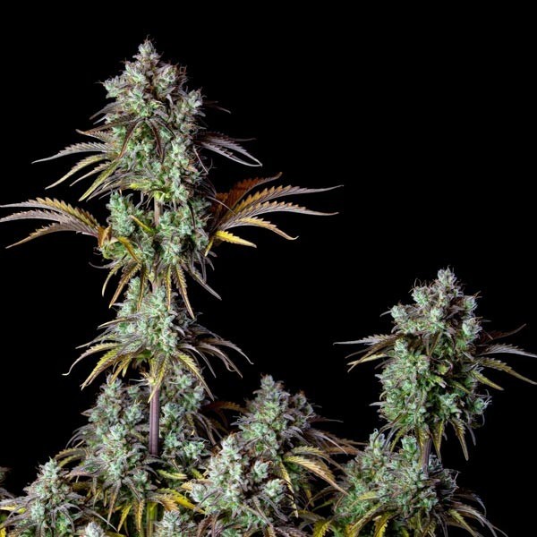 Big Bud | Autoflower | Fast Buds Seeds