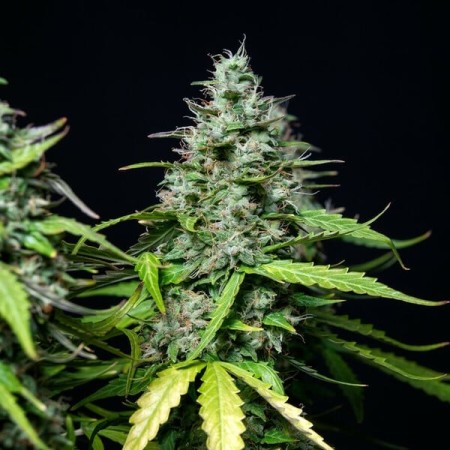 Royal Gorilla | Autoflowering | Royal Queen Seeds