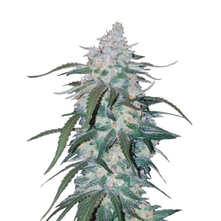 Pineapple Express | Autoflower | Fast Buds Seeds