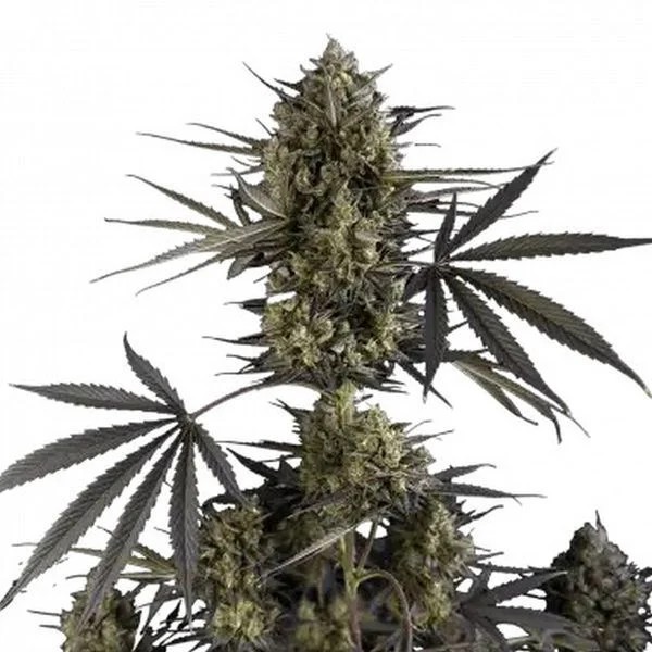 Pound Cake | Autoflower | Fast Buds Seeds