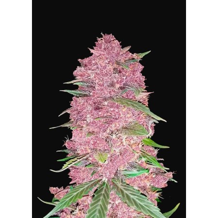 Purple Lemonade | Autoflower | Fast Buds Seeds