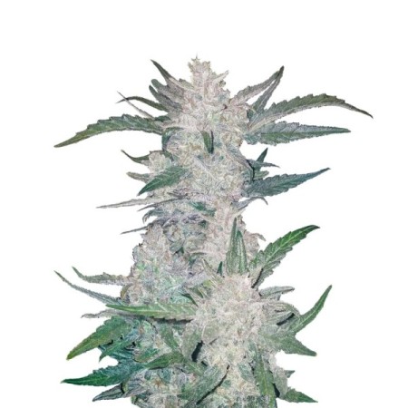 Rhino Ryder | Autoflower | Fast Buds Seeds