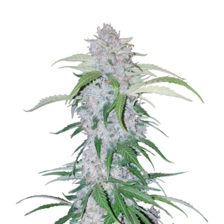 Six Shooter | Autoflower | Fast Buds Seeds