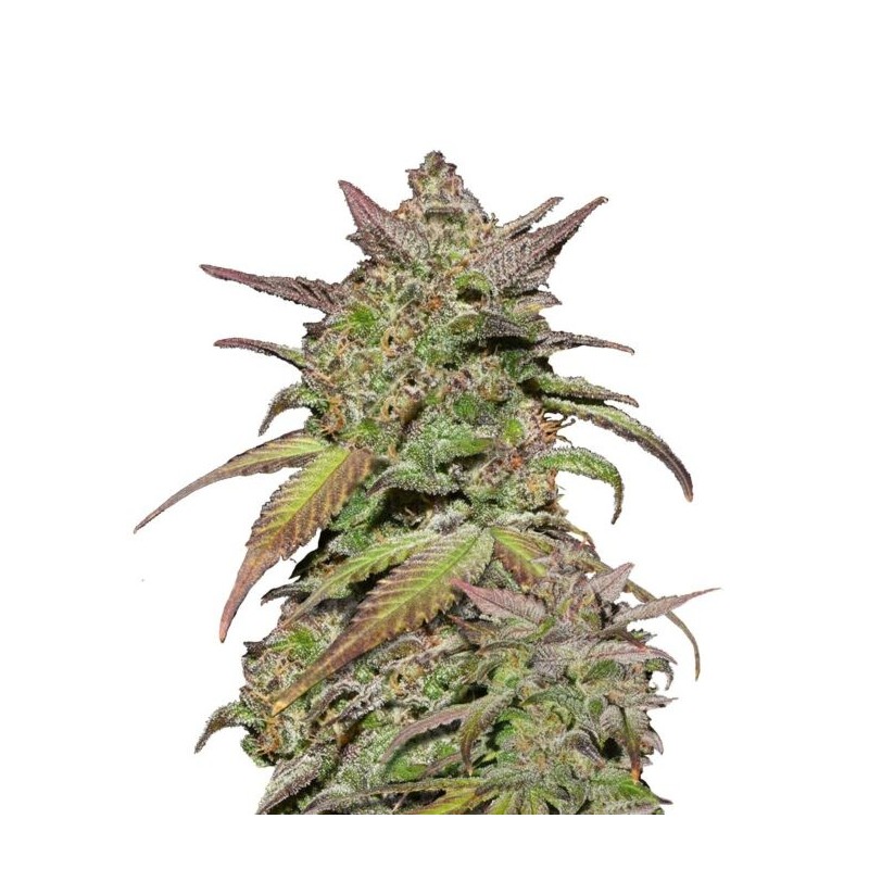 Smoothie | Autoflower | Fast Buds Seeds