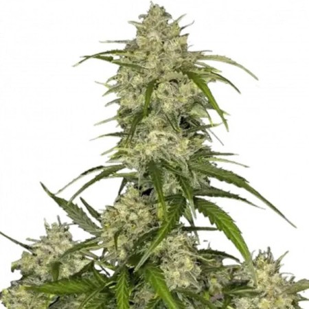 Sour Jealousy | Autoflower | Fast Buds Seeds