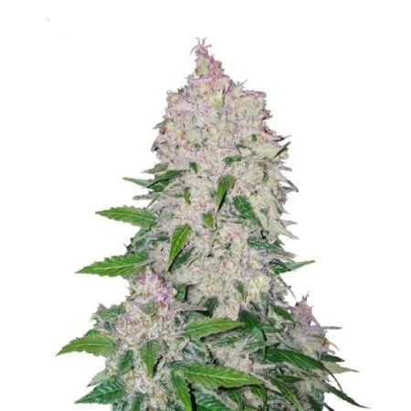 Stardawg | Autoflower | Fast Buds Seeds