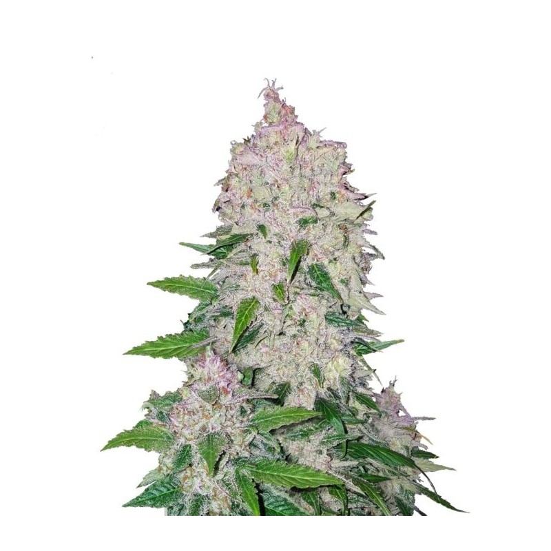 Stardawg | Autoflower | Fast Buds Seeds