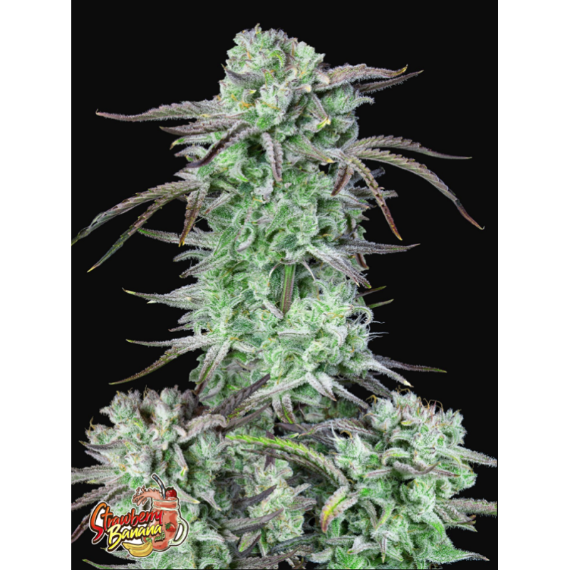 Strawberry Banana | Autoflower | Fast Buds Seeds