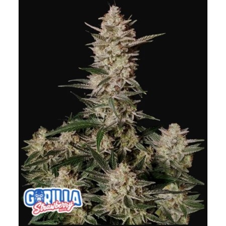 Strawberry Gorilla | Autoflower | Fast Buds Seeds
