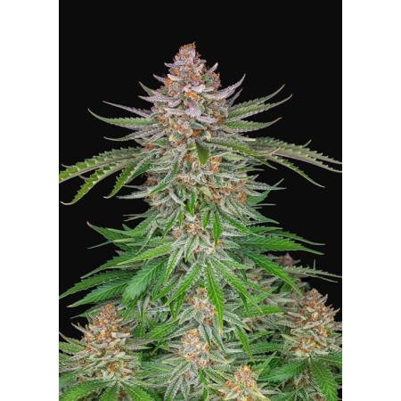 Strawberry Pie | Autoflower | Fast Buds Seeds