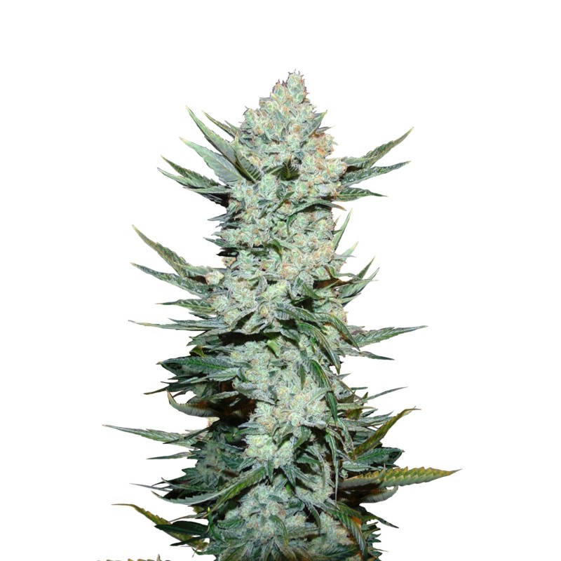 Tangie | Autoflower | Fast Buds Seeds