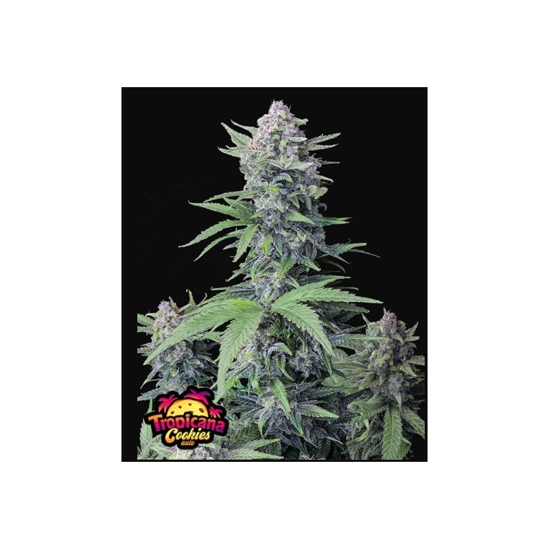 Tropicana Cookies | Autoflower | Fast Buds Seeds