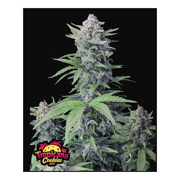Tropicana Cookies | Autoflower | Fast Buds Seeds