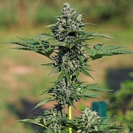 Royal Gorilla | Autoflowering | Royal Queen Seeds
