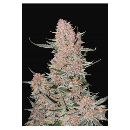 Ztrawberriez | Autoflower | Fast Buds Seeds
