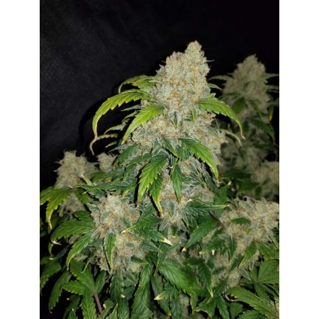 Zkittlez | Autoflower | Fast Buds Seeds