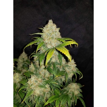 Zkittlez | Autoflower | Fast Buds Seeds
