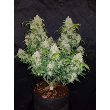 Zkittlez | Autoflower | Fast Buds Seeds