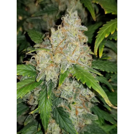 Zkittlez | Autoflower | Fast Buds Seeds