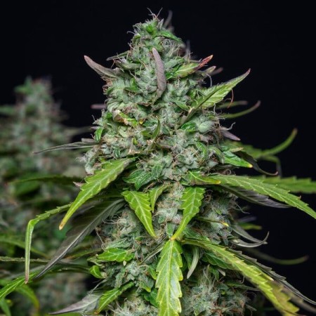 Royal Gorilla | Autoflowering | Royal Queen Seeds