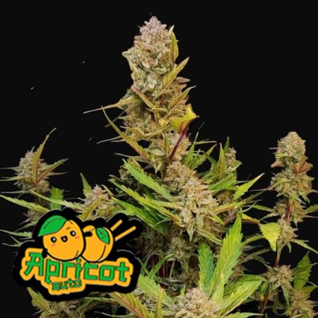 Apricot | Autoflower | Fast Buds Seeds