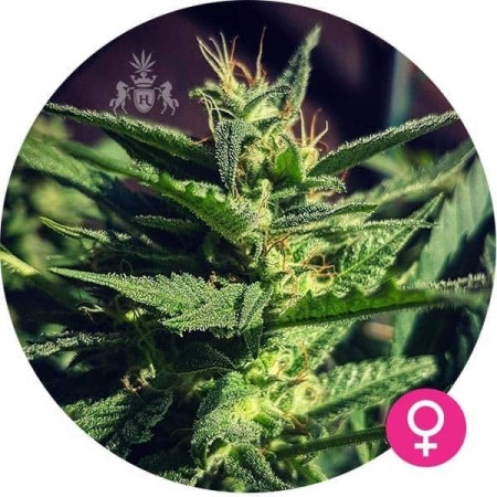 White Widow | Feminized | Hempire Seeds