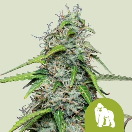 Royal Gorilla | Autoflowering | Royal Queen Seeds