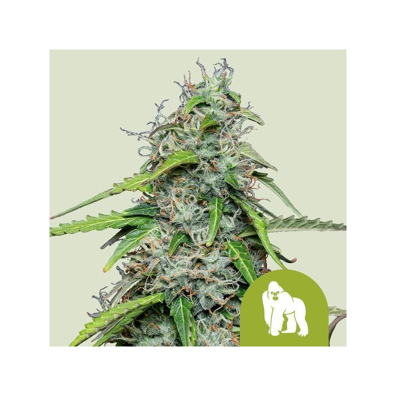 Royal Gorilla | Autoflowering | Royal Queen Seeds
