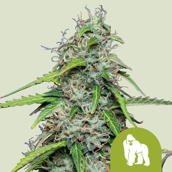 Royal Gorilla | Royal Queen Seeds | Autoflowering