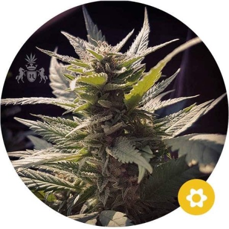 Northern Lights X Big Bud | Autoflower | Hempire Seeds