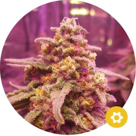 Northern Lights | Autoflower | Hempire Seeds