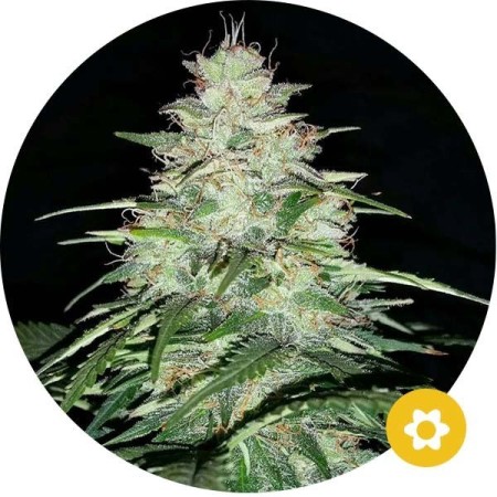 Critical | Autoflower | Hempire Seeds