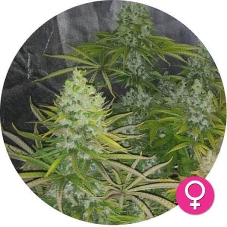 Amnesia Lemon | Feminized | Hempire Seeds