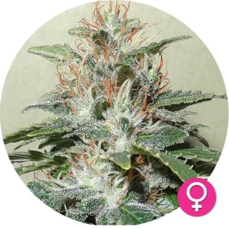 Amnesia Haze | Feminized | Hempire Seeds