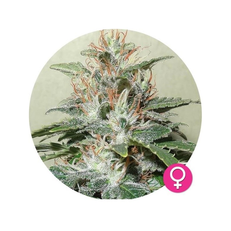 Amnesia Haze | Feminized | Hempire Seeds