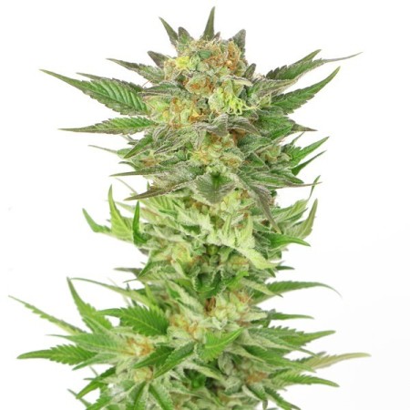 Sweet Candy Haze | Autoflower | Hollands High Seeds