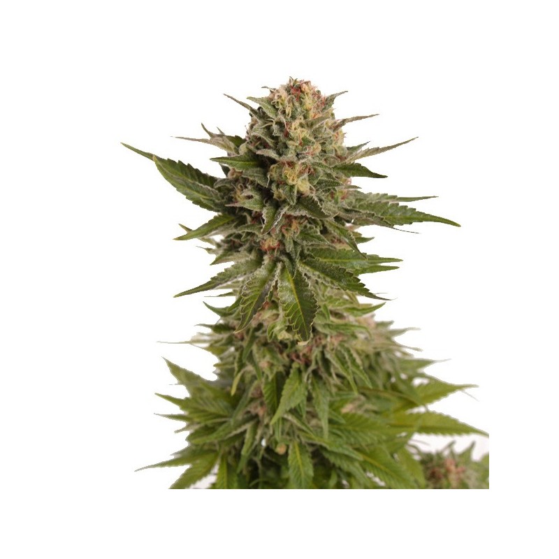 Strawberry Lemon Kush | Autoflower | Hollands High Seeds