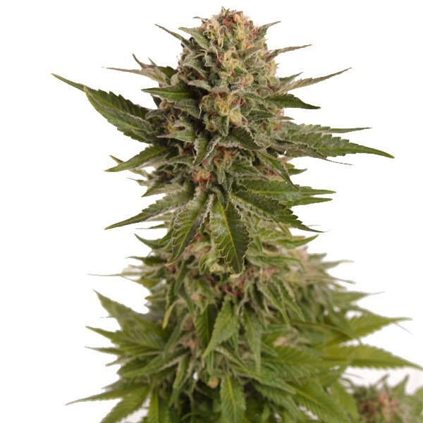 Strawberry Lemon Kush | Hollands High Seeds | Autoflowering