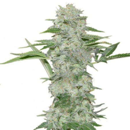 Hollands Haze | Feminized | Hollands High Seeds