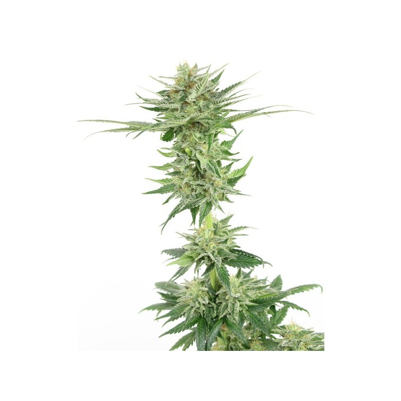 Hollands Haze | Autoflower | Hollands High Seeds