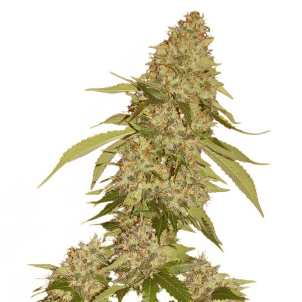 Candy Kush Banana | Hollands High Seeds | Feminized
