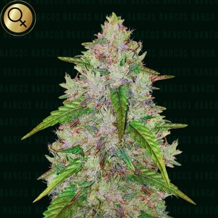 Pablos Gelato Gold | Autoflower | Narcos Seeds