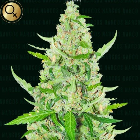 El Limon | Feminized | Narcos Seeds