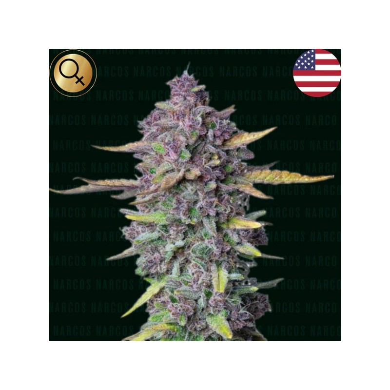 Sueno Purple Punch | Autoflower | Narcos Seeds