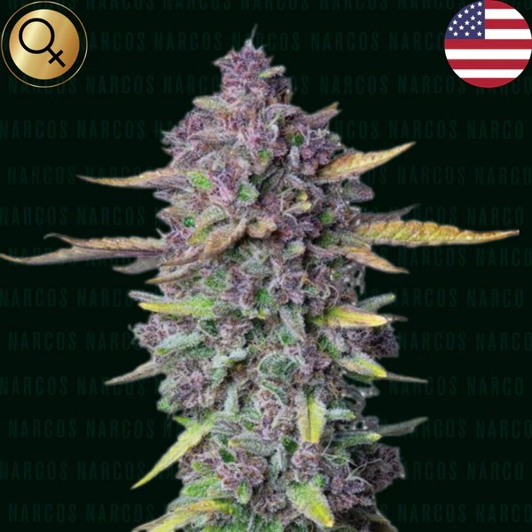 Sueno Purple Punch | Narcos Seeds | Autoflowering